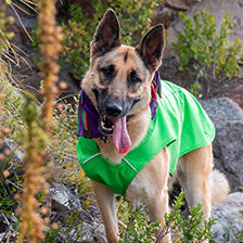 dog wearing waterproof layer 